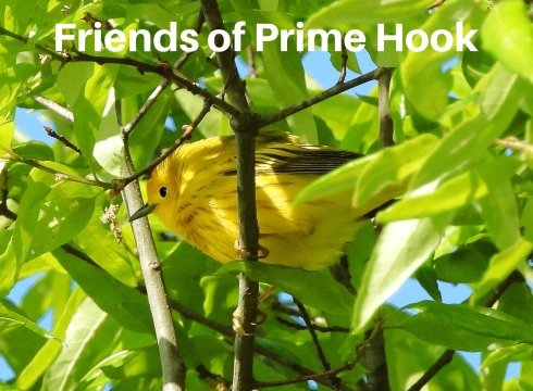 First Saturday Guided Bird Walk