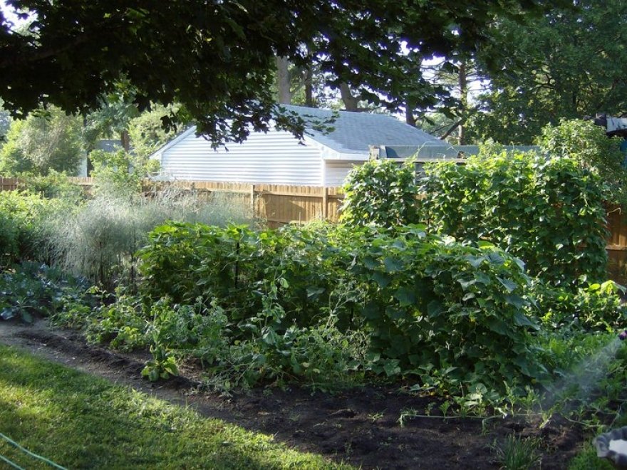 Sharon's Natural Gardens