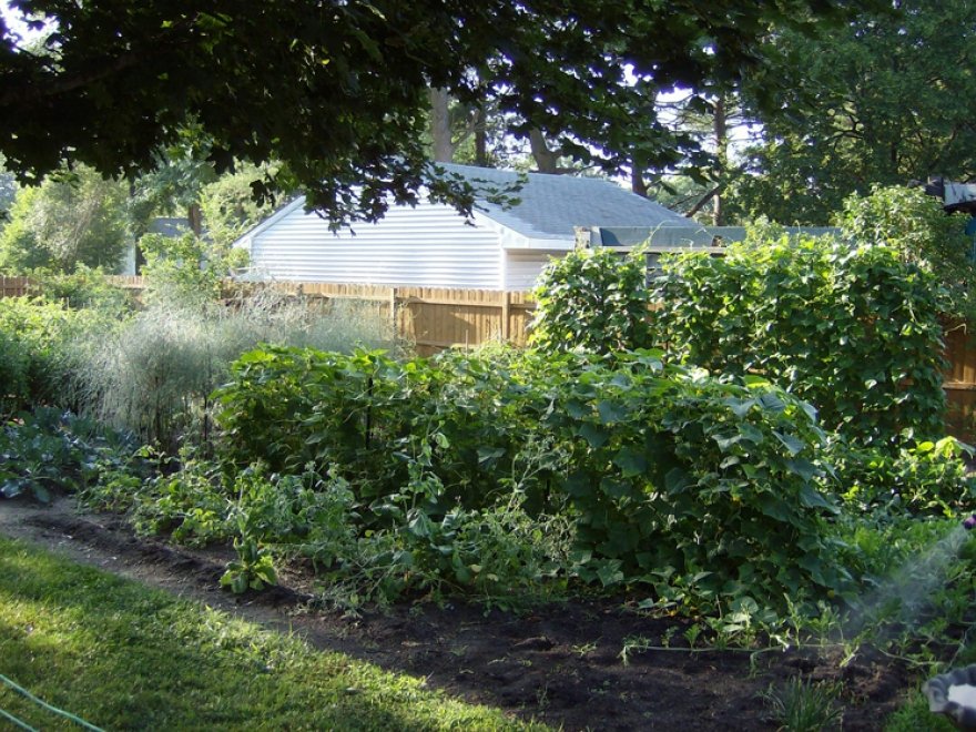 Sharon's Natural Gardens