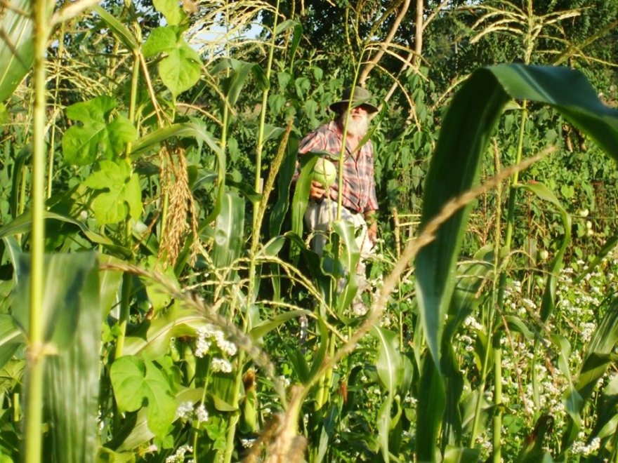 Sharon's Natural Gardens