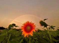 Ritter Family Farms Inc.